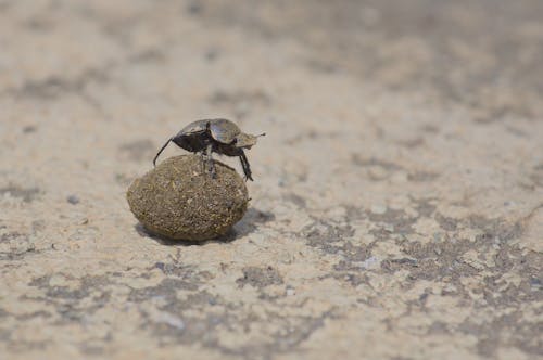 Free dung beetle standing and rolling ball of dung on the road in hell's gate, naivasha, kenya Stock Photo
