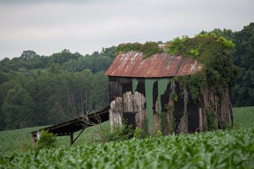 Abandoned Barn On The Field