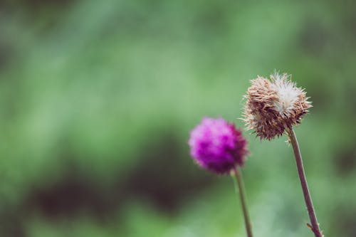 Free A Wilted Thistle Flower Stock Photo