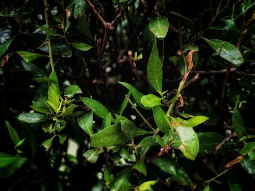 樹葉, 雨, 露滴 的 免費圖庫相片