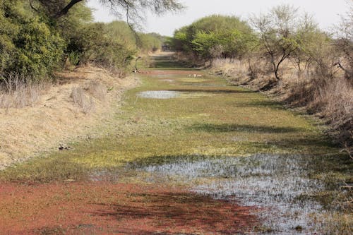 bharatpur, doğa, kanal içeren Ücretsiz stok fotoğraf