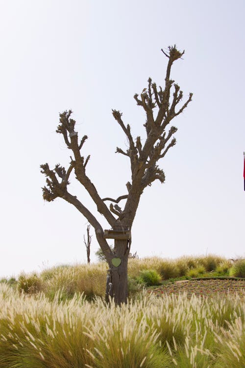 Leafless Tree on Grass Field