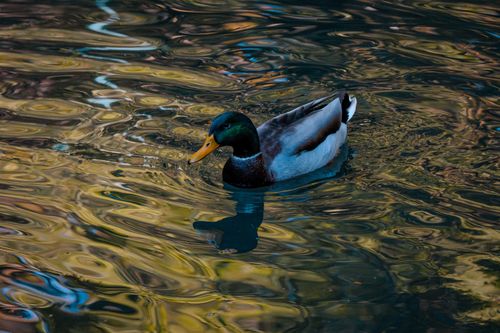 Free A mallard duck elegantly swimming in a pond with vibrant water reflections. Stock Photo
