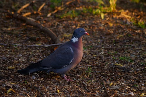 Fotos de stock gratuitas de aviar, columbidae, de cerca