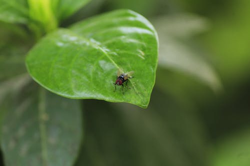 Close Up Photo of Fly on Green Leaf