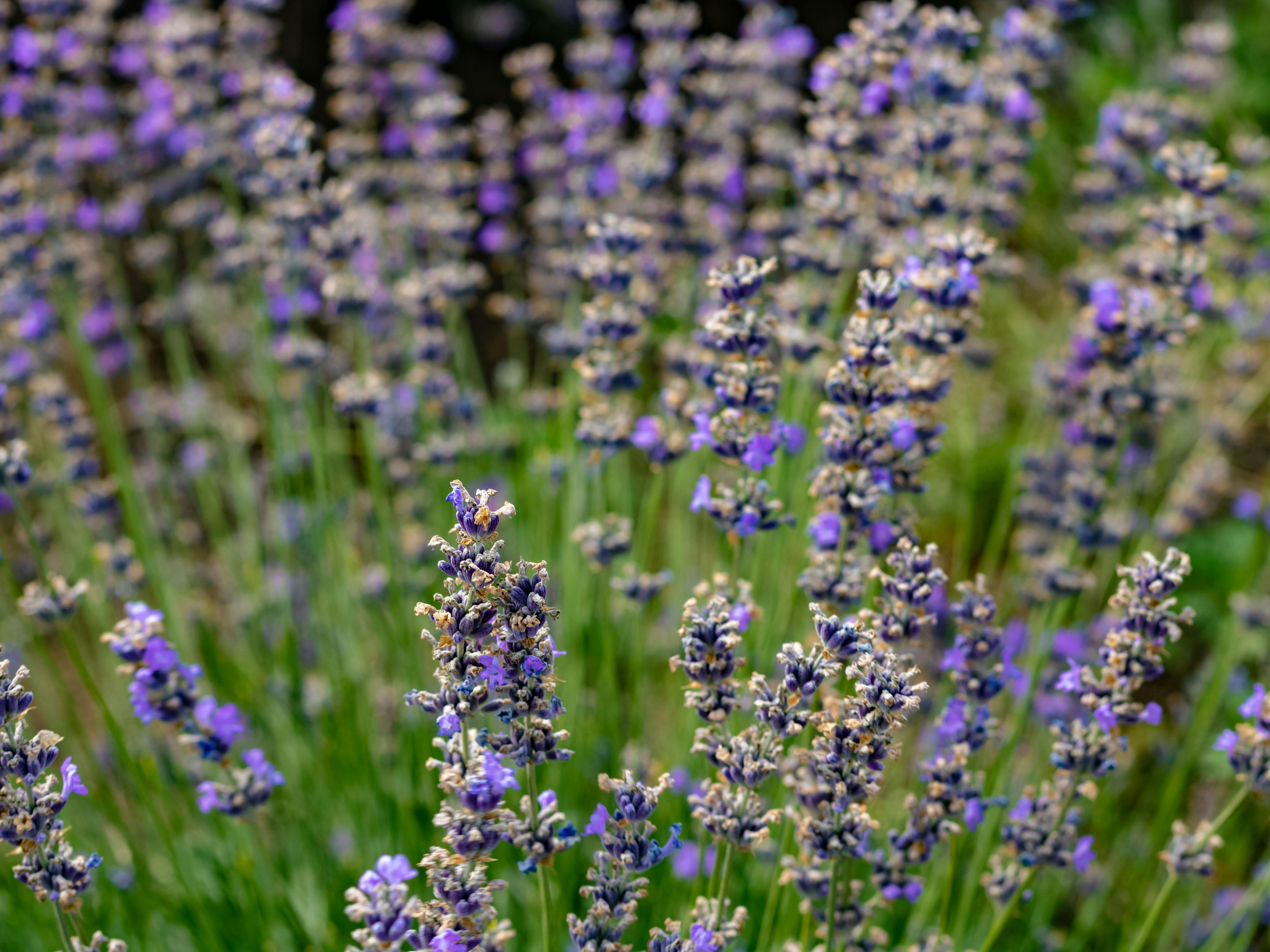 Free stock photo of blooming lavender, lavender, lavender (flower)