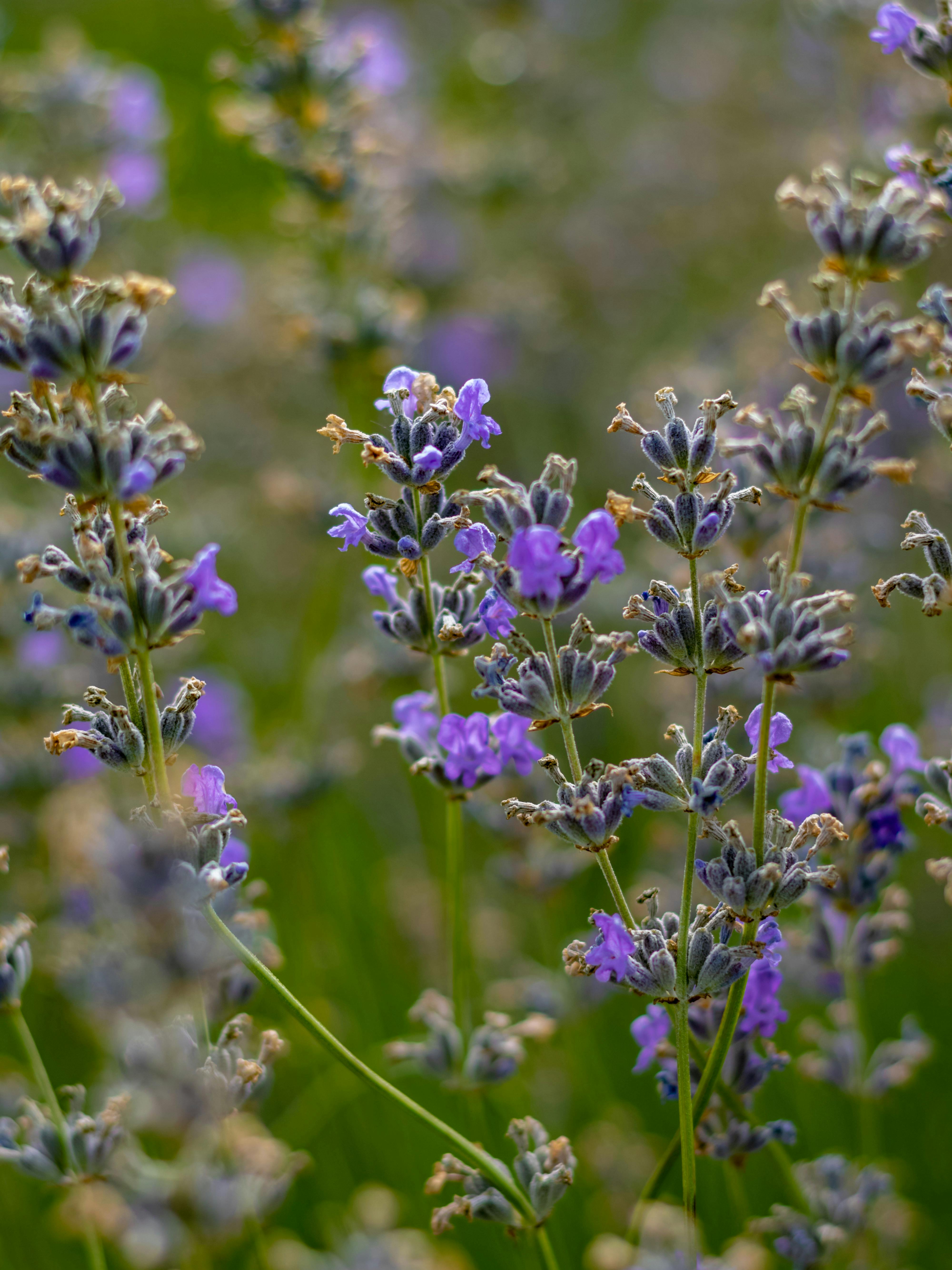 Free stock photo of blooming lavender, lavender, lavender (flower)