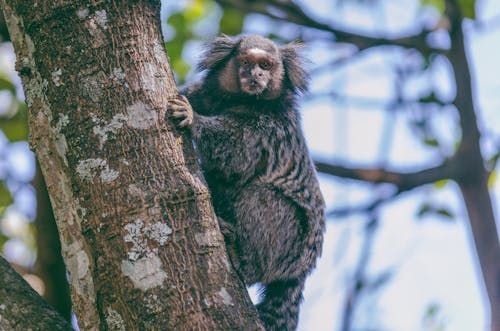 Foto Dell'animale A Quattro Zampe Nero E Marrone Sull'albero