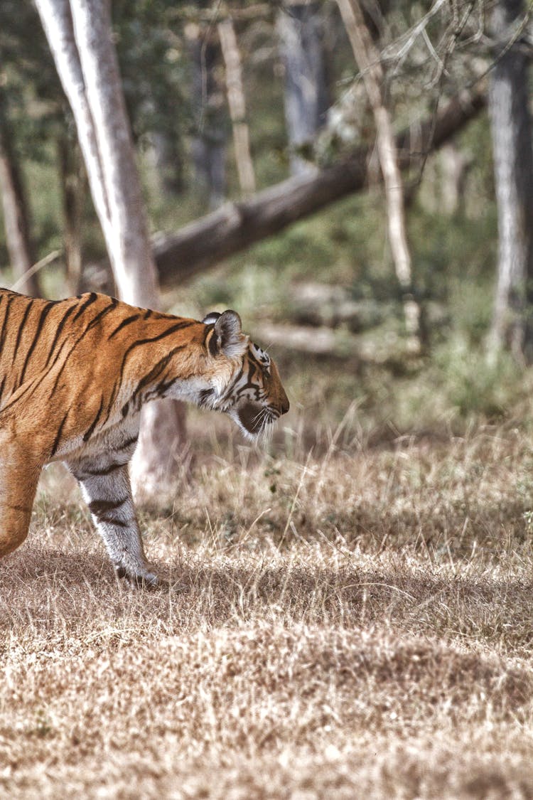 Tiger Walking On The Grass