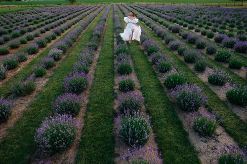 Free A woman in a white dress strolls through a blooming lavender field on a sunny day. Stock Photo
