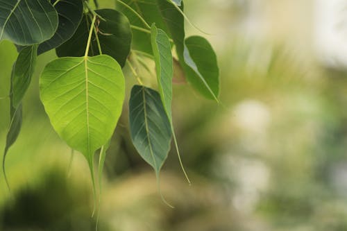 Бесплатное стоковое фото с Зеленое растение, зеленые листья, крупный план