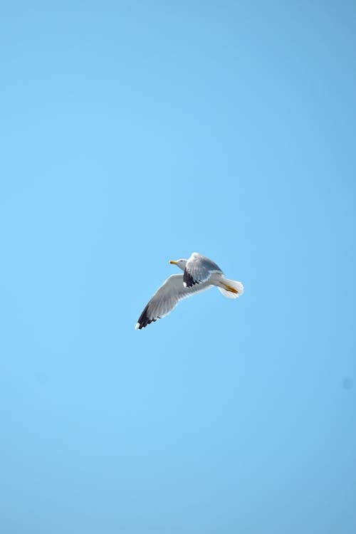 бесплатная Бесплатное стоковое фото с голубое небо, животное, летающий Стоковое фото