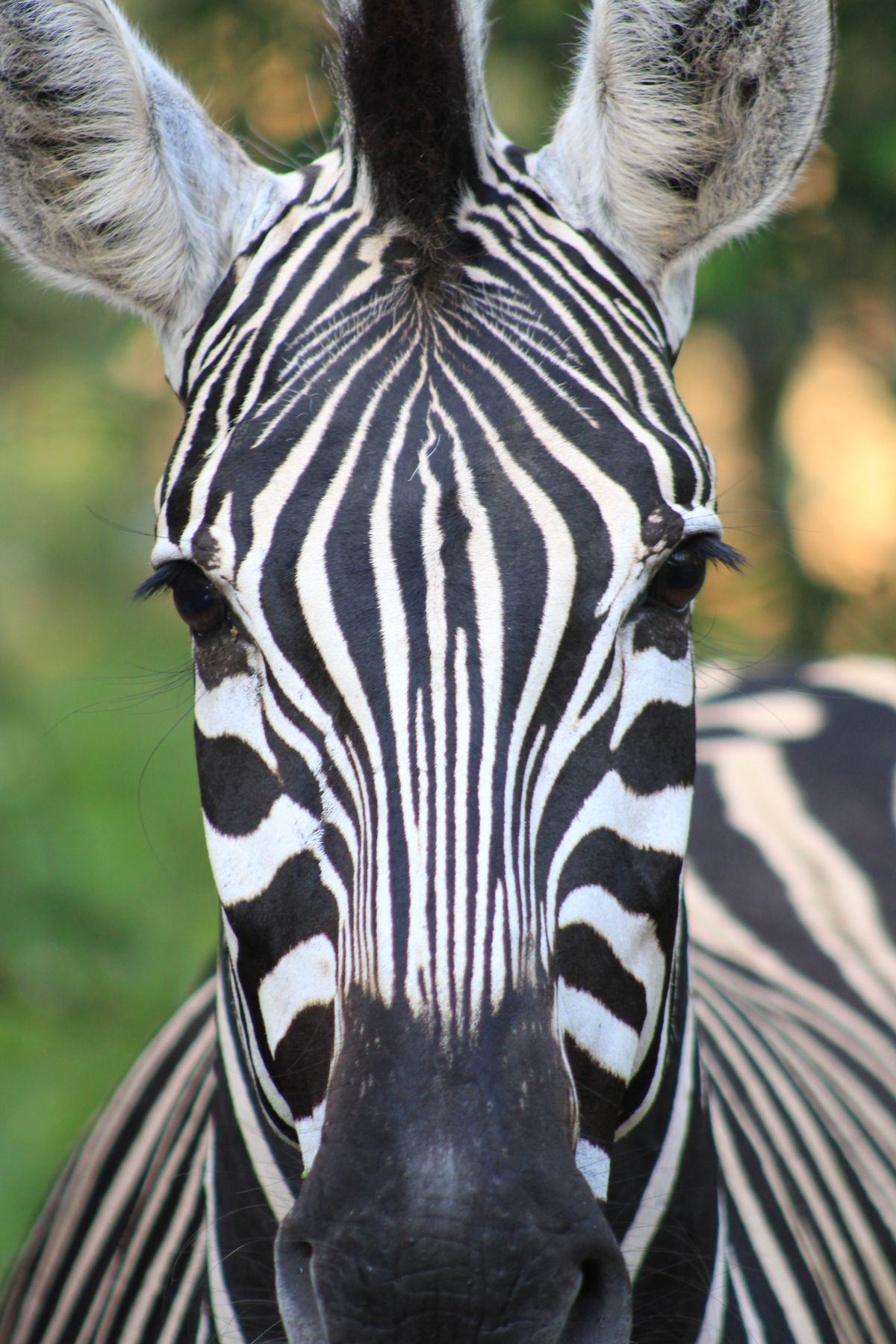 Why do zebras have stripes?