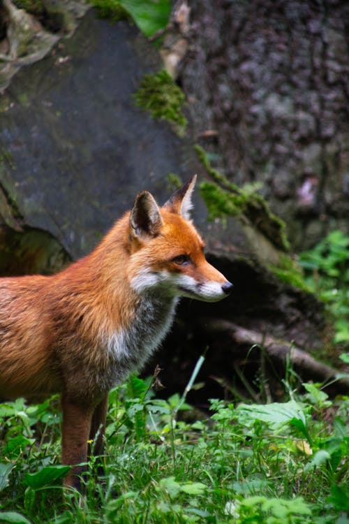 Close-Up Shot of a Red Fox on Green Grass