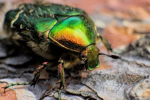 iridescent green beetle