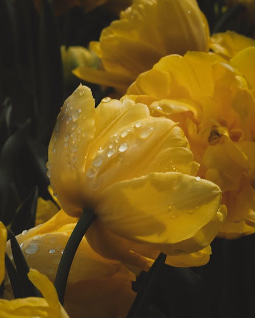 꽃, 꽃 사진, 물방울의 무료 스톡 사진