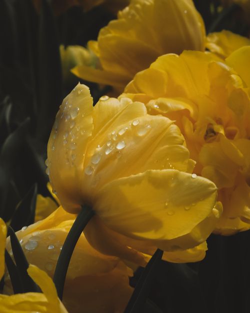 Free Beautiful close-up of yellow tulips covered in dew, showcasing nature's delicate details. Stock Photo
