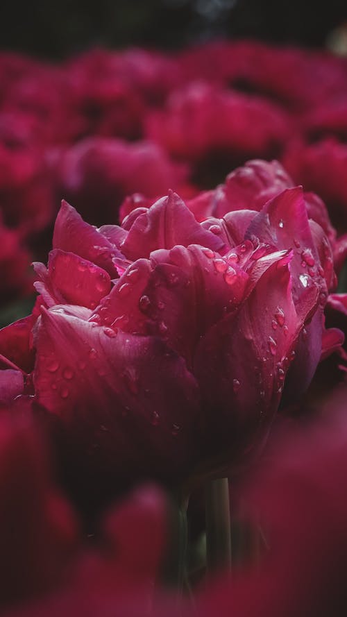 Red Flower With Water Droplets