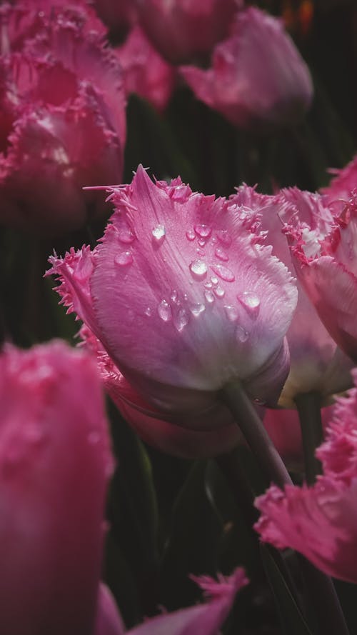 Close-Up Shot of Pink Tulips