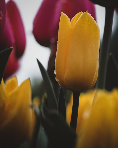 Close-Up Shot of Tulip Flowers