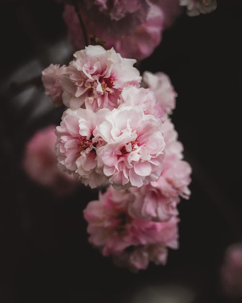 Close Up Photo of Cherry Blossom