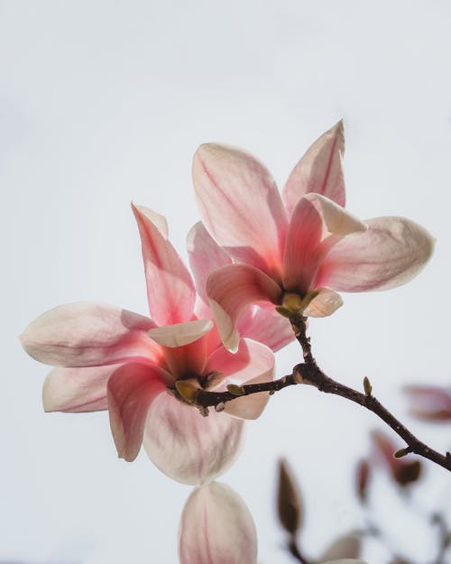 Close Up Photo of Yulan Magnolia