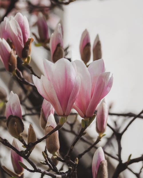 Close-Up Shot of Magnolia Flowers