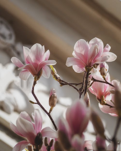 Foto stok gratis berbunga, bunga magnolia, bunga-bunga merah muda