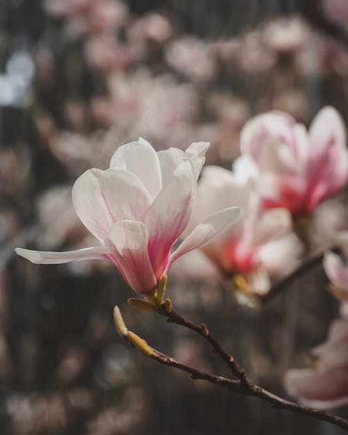 Foto stok gratis berbunga, bunga magnolia, bunga merah jambu
