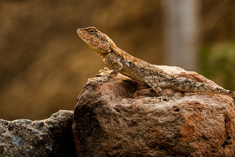 A Brown Lizard On A Rock