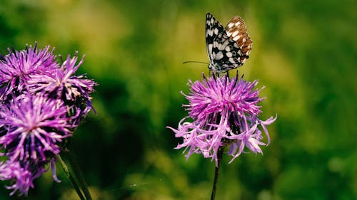 Fotobanka s bezplatnými fotkami na tému farebný, kvet, makro