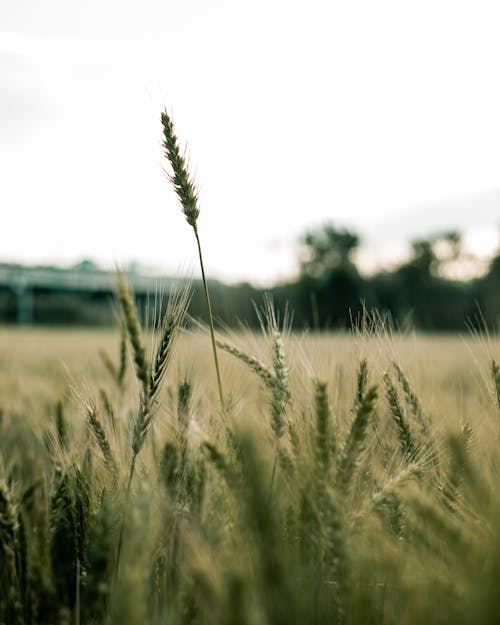 A Close-Up Shot of Wheat