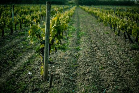 Reduce el coste de tus seguros agrarios en Madrid
