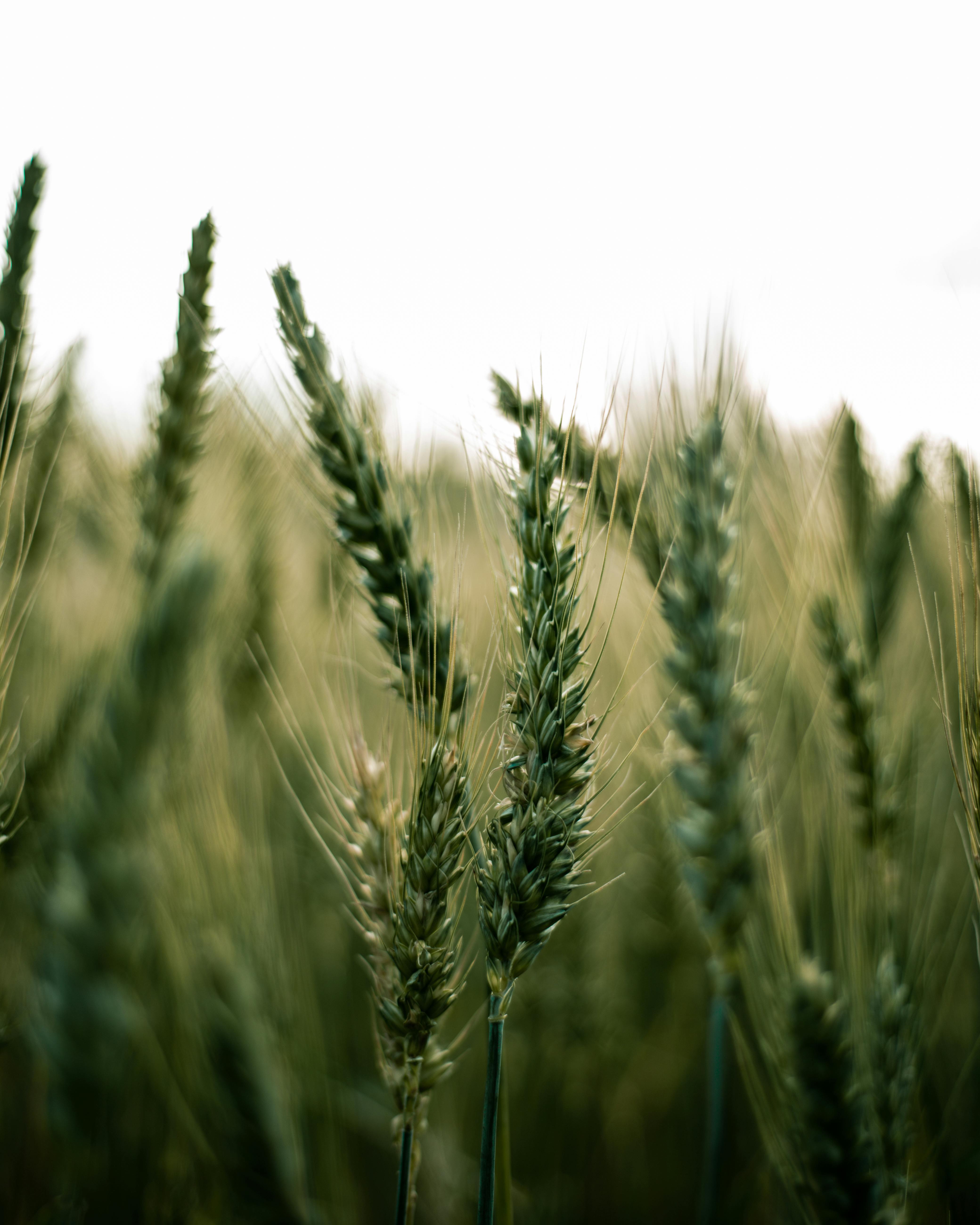 Wheat Wallpaper,HD Nature Wallpapers,4k Wallpapers,Images,Backgrounds,Photos  and Pictures