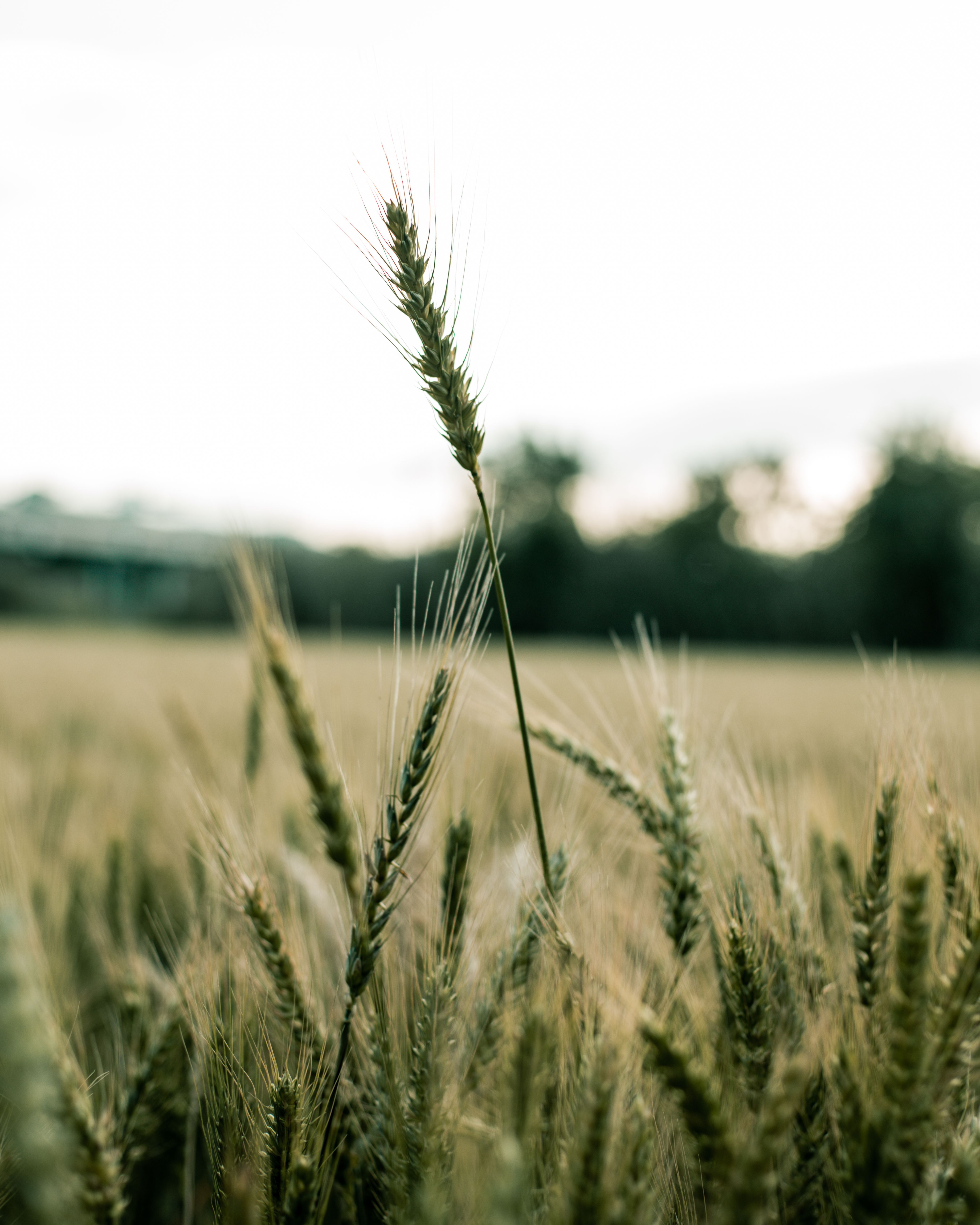 Close Up Photography of Rye · Free Stock Photo