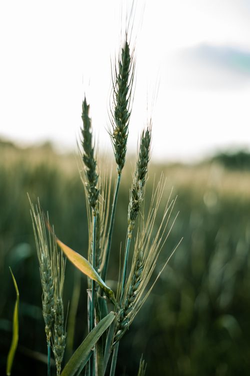 Free Vertical shot of green wheat ears in field during early growth phase, showcasing natural beauty. Stock Photo