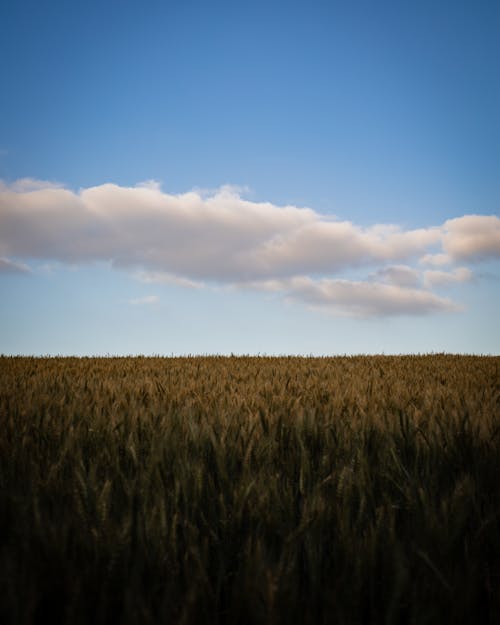 A Field of Wheat under a Cloudy Blue Sky