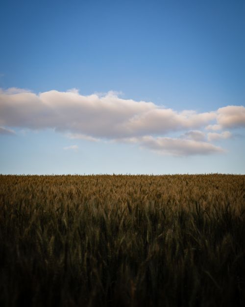 Free A vast wheat field under a cloudy blue sky, showcasing natural beauty and agriculture. Stock Photo