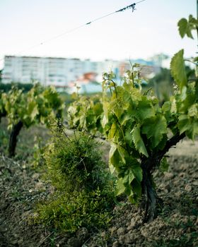 Close-up of lush vineyard foliage near a cityscape during daytime.