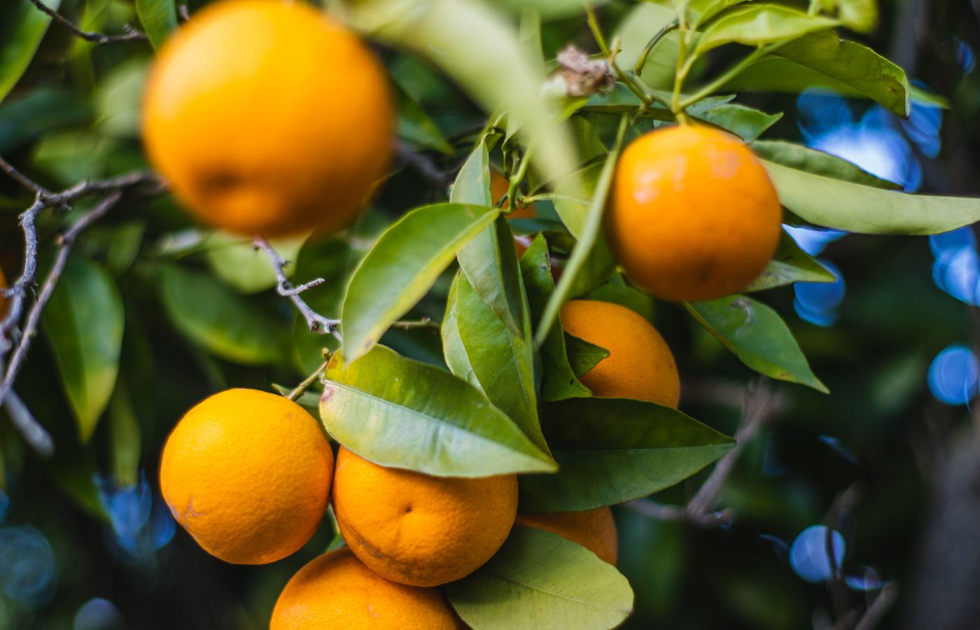 Ripe Kinnow hanging in the grove