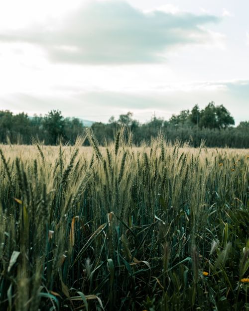 Free Vibrant wheat field with a serene landscape background and a clear sky, creating a tranquil rural scene. Stock Photo