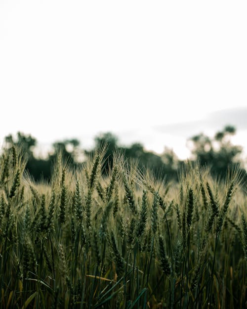 
A Close-Up Shot of Wheat