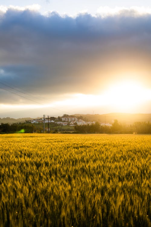 Gratis stockfoto met akkerland, decor, gouden uur