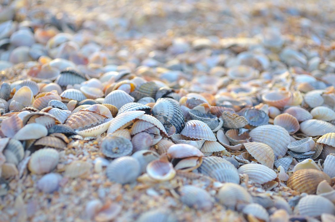 A Close-Up Shot of Seashells at a Beach · Free Stock Photo