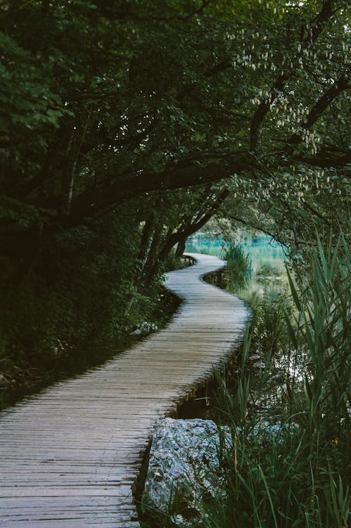 Brown Wooden Bridge Under the Tree Near Body of Water