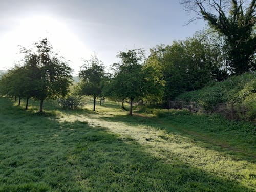 Foto profissional grátis de árvores, campo de grama, cenário
