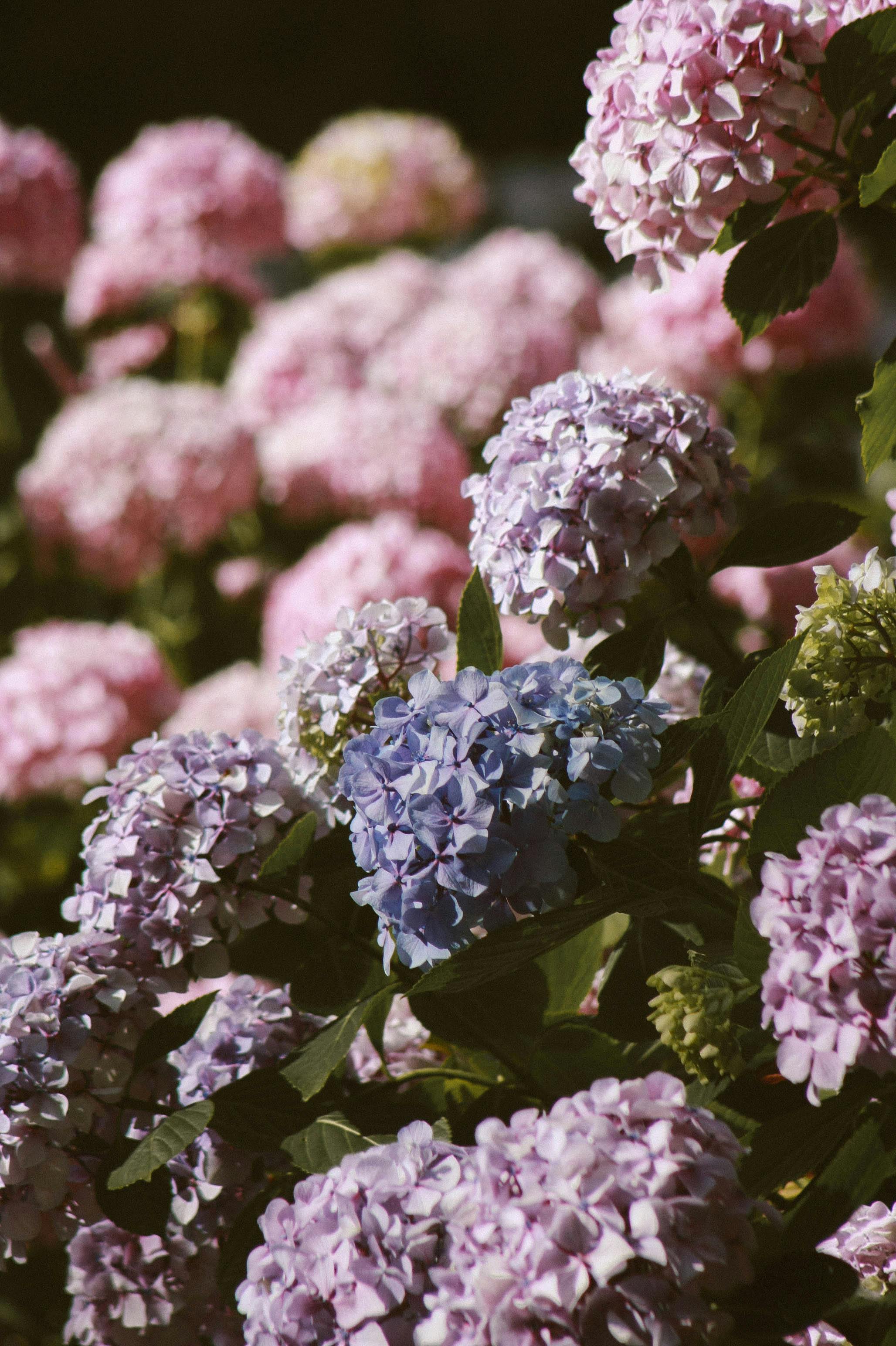 Seamless Texture or Wallpaper, Pink and Blue Flower Hydrangea Background  Stock Photo - Image of color, field: 272108684