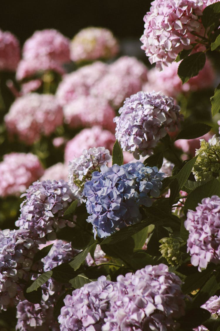 Bed Of Hydrangeas Flowers