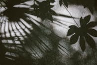 这幅艺术品的灰度图像以复古的质感，展现了热带植物叶片的阴影