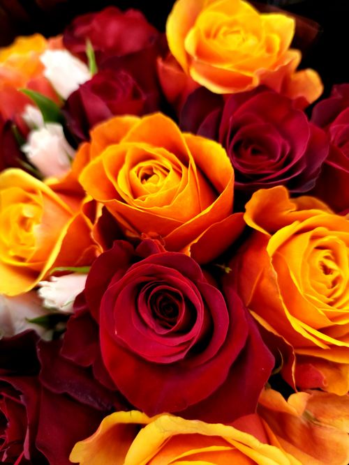 Free Close-up of vibrant red and orange roses in full bloom. Perfect for floral themes. Stock Photo